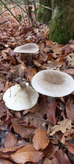 20251112_111340_Clitocybe nebularis.jpg
