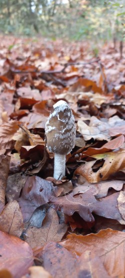 20251112_111022_Coprinopsis picacea.jpg