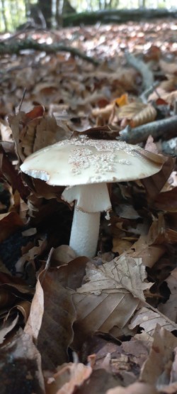 20251014_120045_Amanita rubescens.jpg