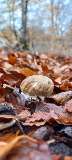 20251117_112527_Boletus edulis.jpg