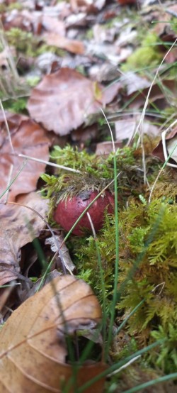 20250923_110843_Russula sp..jpg