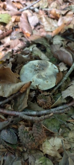 20250930_120246_Russula nigricans.jpg