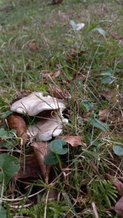 20250909_172319_Clitopilus prunulus.jpg