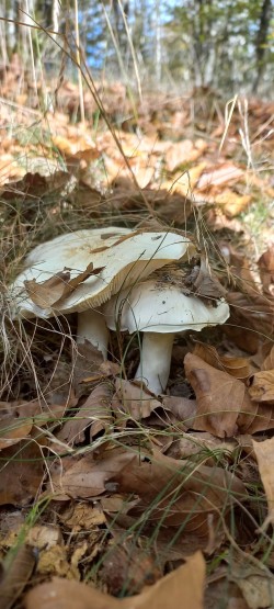 20251014_115516_Tricholoma columbetta.jpg
