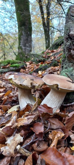 20251111_141214_Boletus edulis.jpg