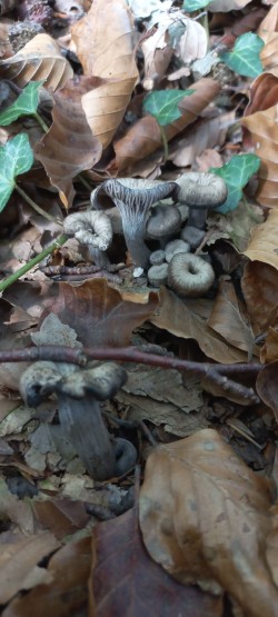 20251014_121912_Cantharellus cinereus.jpg