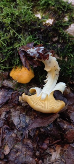 20250916_120833_Cantharellus pallens.jpg