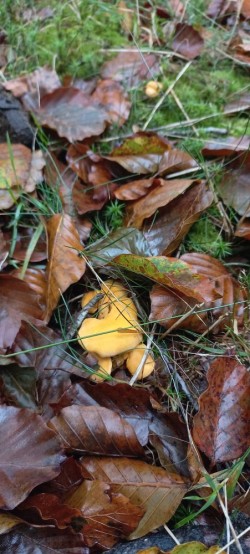 20250923_112913_Cantharellus pallens.jpg