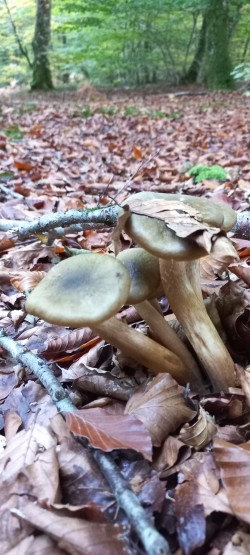 20251028_170832_Armillaria mellea.jpg