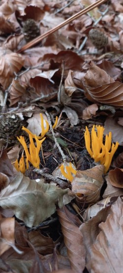 20251104_121001_Ramaria sp 2.jpg
