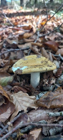 20251007_120302_Russula sp..jpg