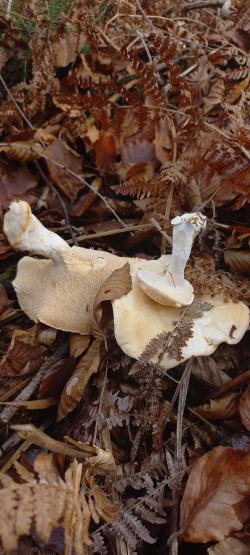 20251111_113347_Hydnum repandum.jpg