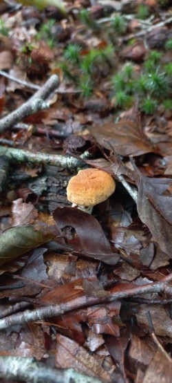 20250916_122635_Hydnum rufescens.jpg