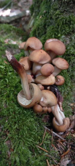 20250625_103312_Gymnopus fusipes.jpeg