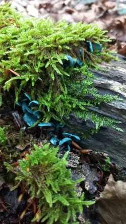 20250909_175929_Chlorociboria aeruginascens.jpg