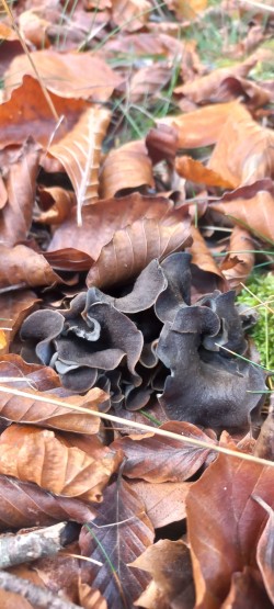 20251104_123927_Craterellus cornucopioides.jpg