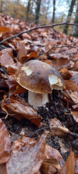 20251117_114105_Boletus edulis.jpg