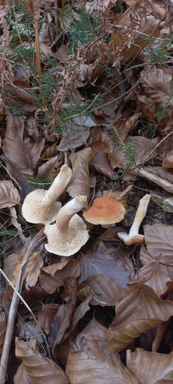 20251111_112614_Hydnum rufescens.jpg