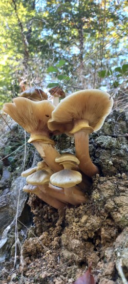20251008_122820_Armillaria mellea.jpg