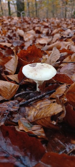 20251117_114500_Amanita citrina.jpg