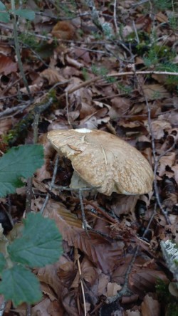 20250909_180512_Boletus reticulatus.jpg