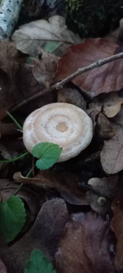 20251028_174138_Lactarius zonarius.jpg