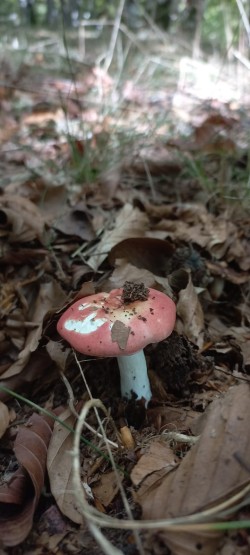 WhatsApp Image 2025-10-02 at 14.50.21 Russula sp..jpeg