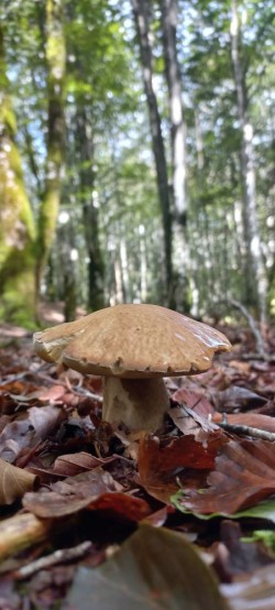 20250923_115556_Boletus reticulatus.jpg