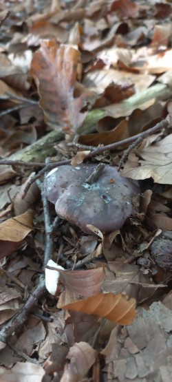 20251014_120746_Russula cyanoxantha.jpg