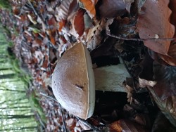 20221012_090037_Boletus edulis.jpg