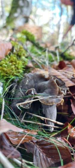 20251028_114042_Craterellus cornucopioides.jpg