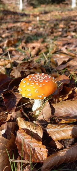 20251118_121438_Amanita muscaria.jpg
