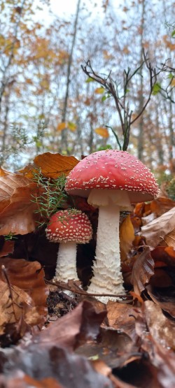 20251117_111727_Amanita muscaria.jpg