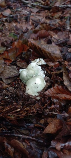 20250916_115923_Russula cyanoxantha.jpg