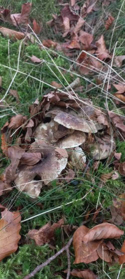20251007_122619_Russula nigricans.jpg