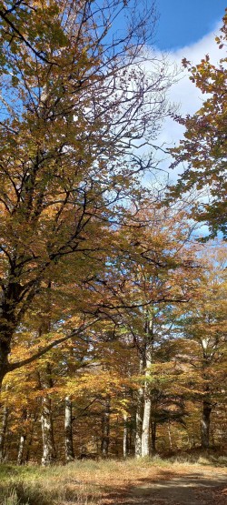 20251104_131212_Hayedo Otoño 2.jpg