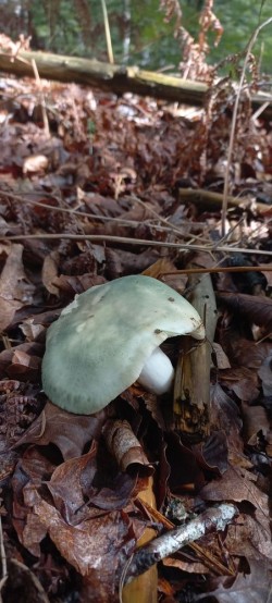 20250924_123303_Russula virescens.jpg
