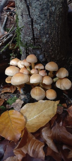 20251111_131838_Hypholoma fasciculare.jpg