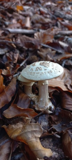 20251104_134123_Amanita citrina.jpg