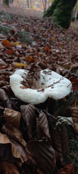 20251104_121433_Lactarius vellereus.jpg