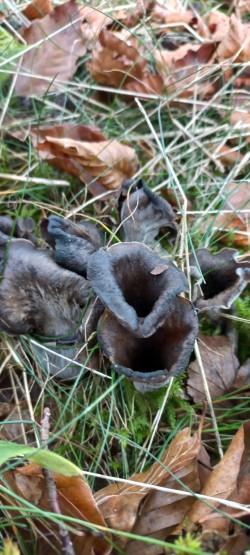 20251028_114233_Craterellus cornucopioides.jpg