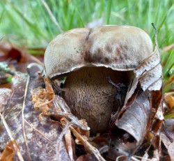 20230510_190837_Boletus reticulatus.jpg