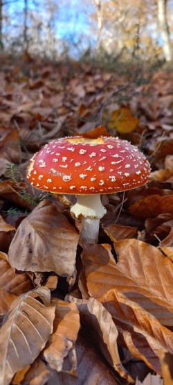 20251118_125759_Amanita muscaria.jpg
