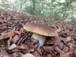 20221013_161059_Boletus edulis.jpg