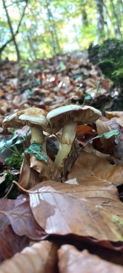 20251028_135830_Cortinarius sp..jpg