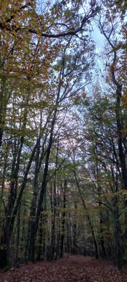 20251111_174331_Hayedo Ezpeleta.jpg