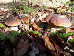20191026_135159_Boletus edulis.jpg