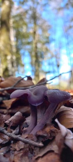 20251028_112208_Laccaria amethystina.jpg