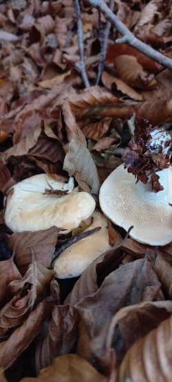 20251104_120417_Hydnum rufescens.jpg