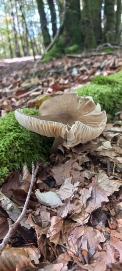 20251007_124728_Megacollybia platyphylla.jpg